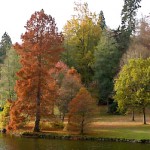 Red tree by lake