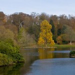 Yellow tree by lake