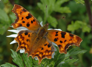 Comma butterfly by Jim Asher