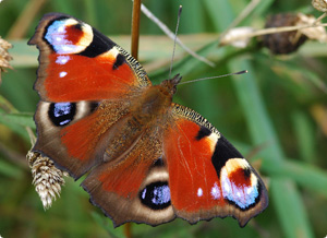 Peacock Butterfly by Jim Asher